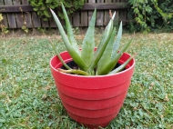 Rostlina Aloe Vera a její vliv na hubnutí + na pleť. Moje zkušenosti.