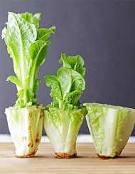 Věděli jste, že vám z košťálu římského salátu může vyrůst další salát?