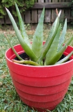 Štávu z Aloe Vera používala už má babička. Já jsem jejim účenikům moc nevěřila, ale nedávno jsem si přečetla, jaké všechny látky obsahuje a že má pozitivní vliv i na hubnutí, tak jsem si řekla, že to taky vyzkouším. Vyhrabala jsem doma nějaké 3 květináče a do nich nasadila rostliny, které mám teď na terase, takže nemusím nic kupovat- vždycky ráno si vymáčnu malou lžičku štávy z listu rostliny s tím, že má mít pozitivní vliv na celý trávicí trakt i pleť. Pozitivní účinek aloe vera na pleť začínám pociťovat s tím, že mám na pleti méně pupínků a asi to souvisí právě s lepším trávením- cítím se taková lehčí a mám dojem, že nemám takovou chuť na nezdravé potraviny. Můžu jen doporučit (komu by šťáva nechutnala, tak si ji může dochutit trochou medu).

A něco málo o Aloe Vera z odborné literatury:

Aloe vera je známa pro své protizánětlivé a hojivé vlastnosti, a také pro své detoxikační účinky. Někteří zastánci tvrdí, že pravidelná konzumace aloe vera může pomoci zlepšit metabolismus, snížit hladinu tělesného tuku a tím podpořit hubnutí. Avšak, i když aloe vera může mít některé zdravotní přínosy, není žádný jediný potravinový produkt, který by sám o sobě vedl k trvalému hubnutí.

Existují některé studie, které naznačují, že aloe vera může mít pozitivní vliv na hubnutí. Tyto studie obvykle spočívaly v podání aloe vera doplňků nebo šťávy dobrovolníkům a sledování jejich změn v hmotnosti a tělesné složení. Výsledky však nejsou jednoznačné a často se liší od jednoho výzkumu k druhému.

Kromě toho, aloe vera může mít i vedlejší účinky a není vhodná pro každého. Někteří lidé mohou být alergičtí na aloe vera, což může způsobit kožní vyrážky nebo zažívací potíže. Také, pokud máte jakékoli zdravotní problémy nebo užíváte léky, měli byste se nejprve poradit s lékařem, než začnete užívat aloe vera nebo jakékoli doplňky stravy.

Pokud se rozhodnete zkoušet aloe vera jako součást svého úsilí o hubnutí, měli byste ji kombinovat s vyváženou stravou, pravidelným cvičením a zdravými životními návyky. Je důležité si uvědomit, že žádný jediný potravinový doplněk nebo superpotravina nemůže nahradit zdravý životní styl.