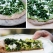 Množství na jednu velkou, nebo 2 malé pizzy

=== Ingredience ===
Těsto:
2 hrnky celozrnné mouky
1 1/2 hrnku teplé vody (těsto bude lépe kynout)
1 hrnek chlebové mouky (dá se sehnat i v supermarketu)
1/2 lžičky sušeného droždí
1 lžička soli
2 lžíce olivového oleje

Pesto na pizzu:
2–3 stonky brokolice
1/2 hrnku vlašských ořechů
1 stroužek česneku
lístky tymiánu
5 lístků petržele
šťáva z jednoho citrónu
sůl a pepř
3 lžíce olivového oleje

Ozdoba na pizzu:
5 stonků chřestu, naloupaného škrabkou na plátky
3 listy kapusty
1–2 lžíce olivového oleje
pažitka, nasekaná na posypání
1/2 hrnku rozdrobeného sýru feta

=== Příprava ===
Ve velké míse smíchejte obě mouky, droždí, sůl a teplou vodu. Můžete přidat 1 lžíci olivového oleje. Těsto by mělo být lepivé a vlhké. Pokud je těsto příliš suché, přidejte po lžících vodu. Mísu přikryjte fólií a nechte kynout na teplém místě minimálně 6, lépe 12 hodin. Delší doba fermentace dodá těstu komplexnější vůni.

Předehřejte si troubu na 250 °C.

Pokud máte k dizpozici žulový kámen na pečení pizzy, nechte ho v troubě rozehřát. Pokud ho nemáte, použijte pečící papír potřený olejem. Ruce si poprašte moukou a těsto jemně propracujte, několikrát ho přitom přeložte. Pokud je těsto stále lepivé, použijte na propracování více mouky.

Z těsta si vytvarujte jednu velkou nebo 2 menší pizzy. Pizza nemusí být dokonale kulatá, ale dejte pozor, aby jste těsto při tvarování neprotrhli.

Připravte si zelené pesto na potření pizzy. Všechny ingrediece dejte do mixéru a promixujte do hladké hmoty, kterou potřete vytvarovanou pizzu a ozdobte jí chřestem, bylinkami a pokapte olivovým olejem. Na závěr posypte rozdrobenou fetou.

PIzzu pečte 8–12 minut.